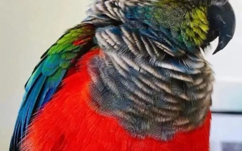 绿颊锥尾鹦鹉（小太阳鹦鹉）的体征特性、生活习性、品种分类及饲养优缺点