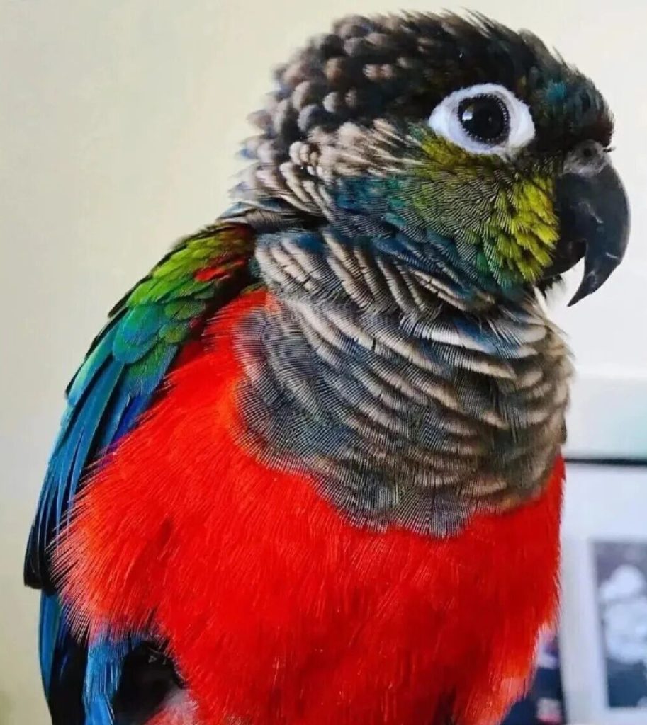 绿颊锥尾鹦鹉（小太阳鹦鹉）的体征特性、生活习性、品种分类及饲养优缺点