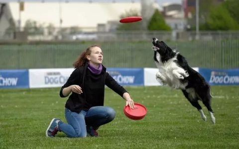 带边境牧羊犬做户外运动的几个注意事项