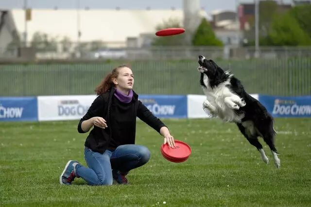 带边境牧羊犬做户外运动的几个注意事项