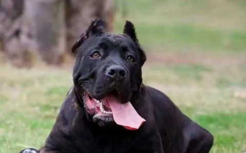 卡斯罗犬和罗威纳犬谁更厉害？