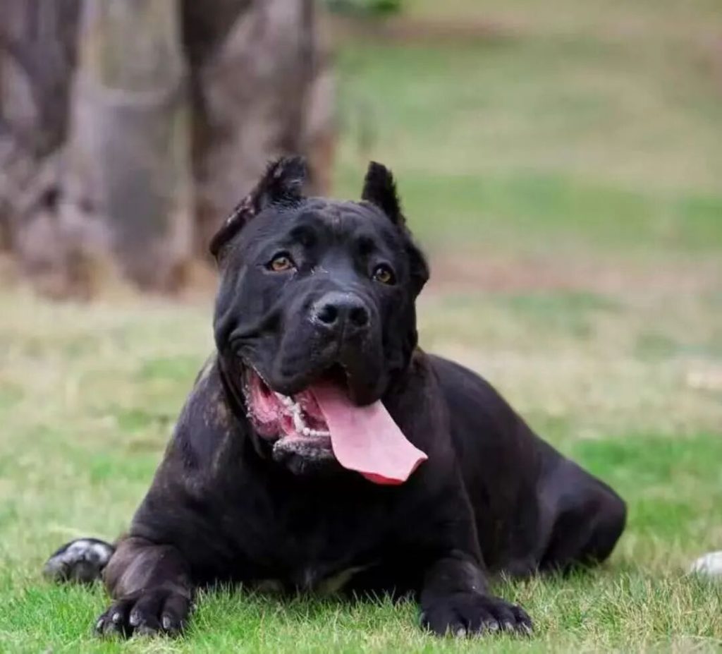 卡斯罗犬和罗威纳犬谁更厉害？