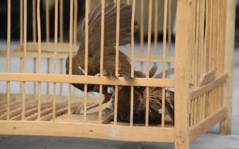 如何判断画眉鸟的性口强弱？