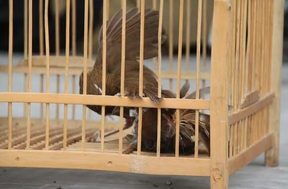 如何判断画眉鸟的性口强弱？