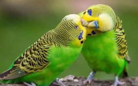 外出旅游，家里的鹦鹉怎么办？