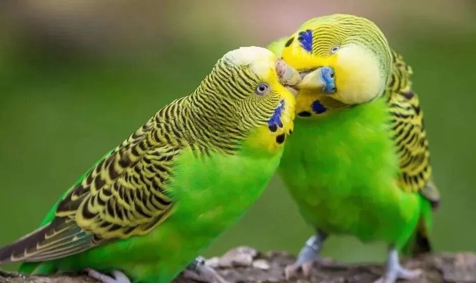 虎皮鹦鹉品种有哪些？（虎皮鹦鹉养殖注意事项）