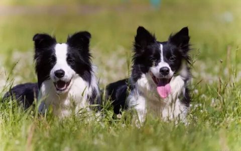如何训练边境牧羊犬？（训练边境牧羊犬要牢记这几点）