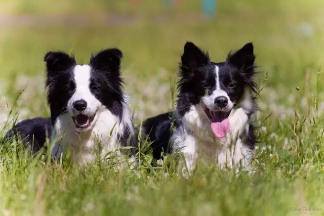 如何训练边境牧羊犬？（训练边境牧羊犬要牢记这几点）
