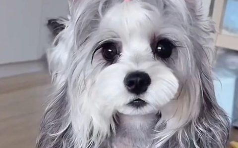 哪些品种的小型犬好养？（值得养的5种小型犬）