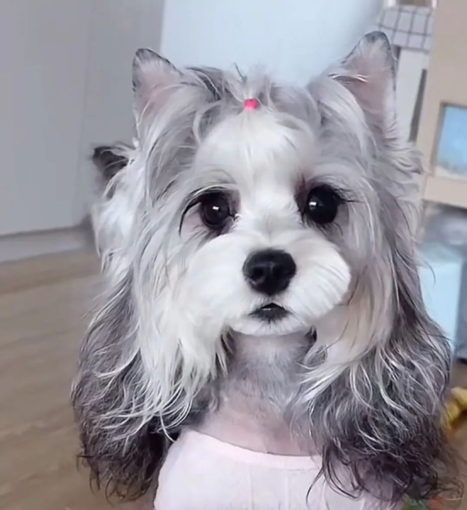 哪些品种的小型犬好养？（值得养的5种小型犬）