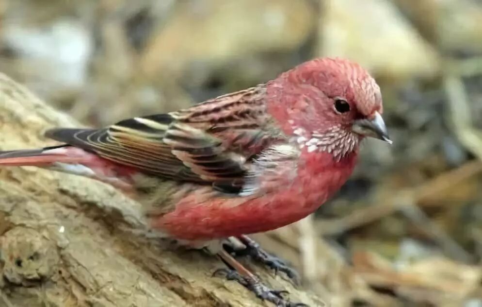 如何饲养麻料？（麻料的饲养及管理经验）