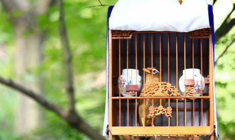 笼养画眉鸟的观赏、饲养、挑选、搭配、管理技巧攻略