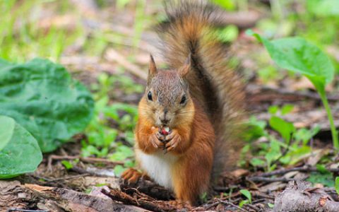 如何选购松鼠？（选购松鼠的技巧分享）