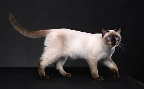 购买健康暹罗猫的六个要点（如何买到健康的暹罗猫？）