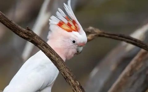 鹦鹉啄羽怎么办？（如何仿治鹦鹉啄羽病？）