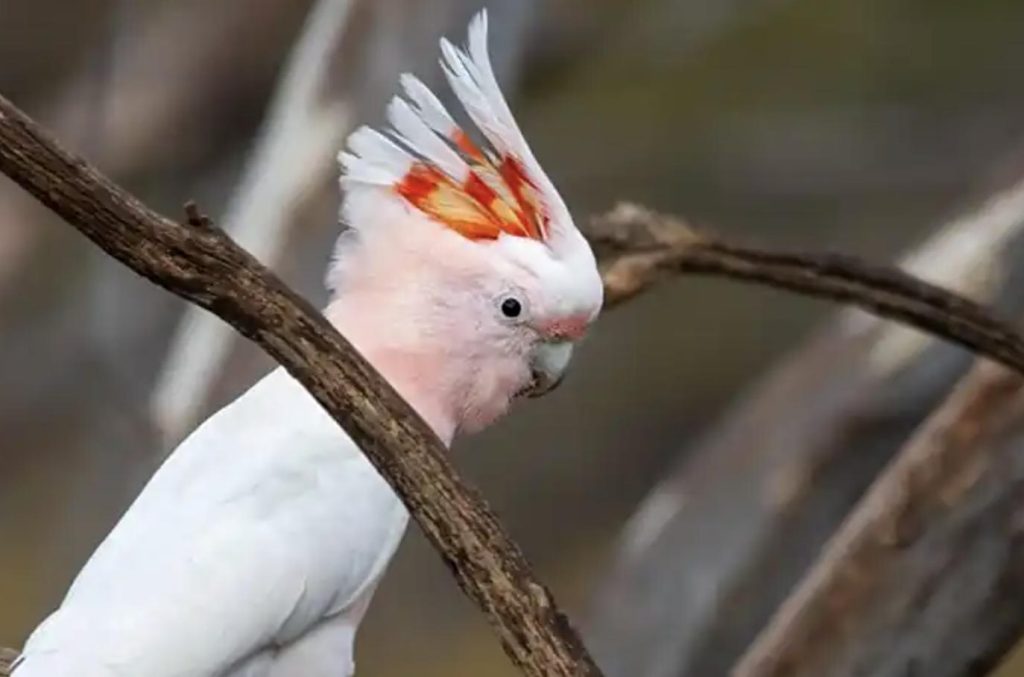 鹦鹉啄羽怎么办？（如何仿治鹦鹉啄羽病？）