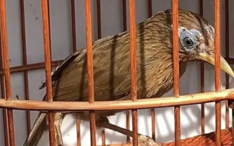 画眉鸟换毛后怎么调养？（如何把画眉鸟调养成善战战将？）