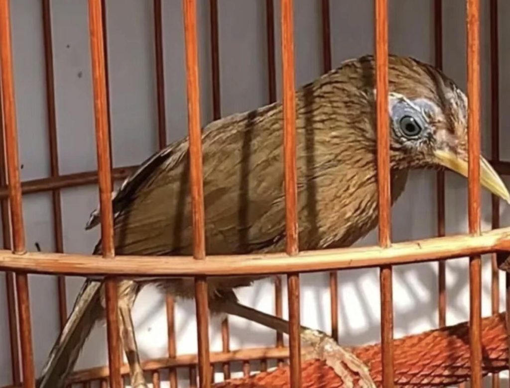 画眉鸟换毛后怎么调养？（如何把画眉鸟调养成善战战将？）