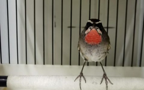 养好靛颏鸟六要—— “选、墩、改、架、调、提”