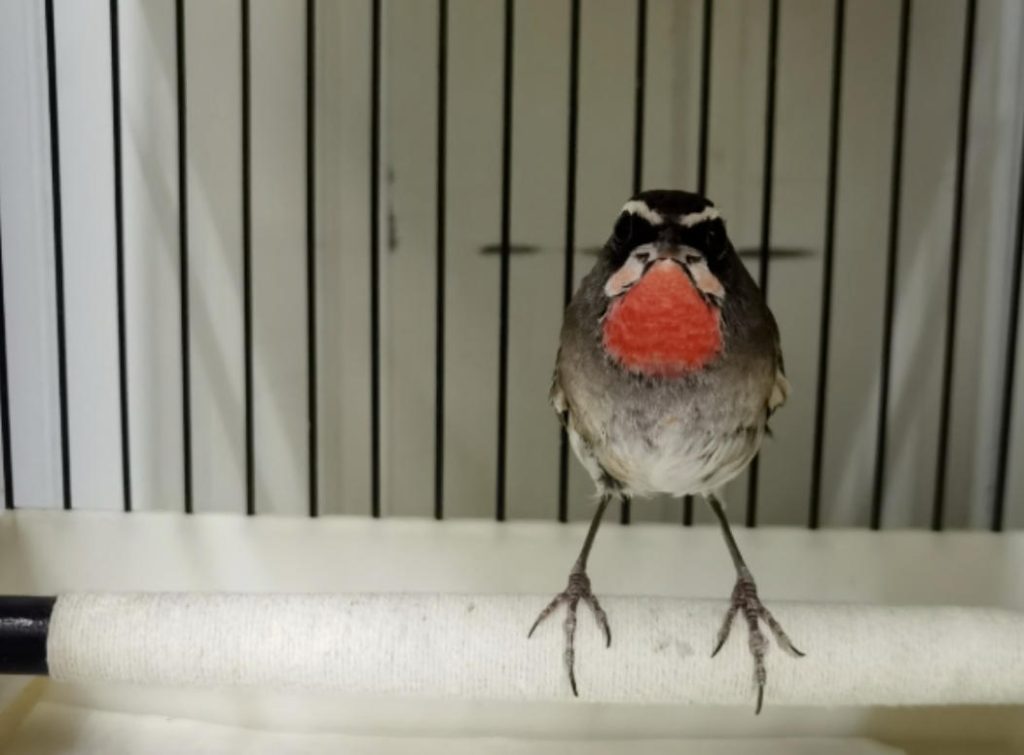 养好靛颏鸟六要—— “选、墩、改、架、调、提”