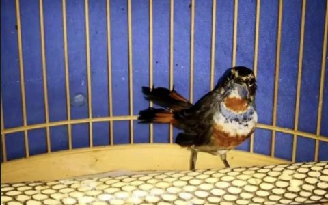 靛颏鸟的上性是什么意思？（靛颏鸟怎么上性？）