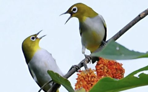 绣眼鸟的“恋爱信号”，春季发情期管理