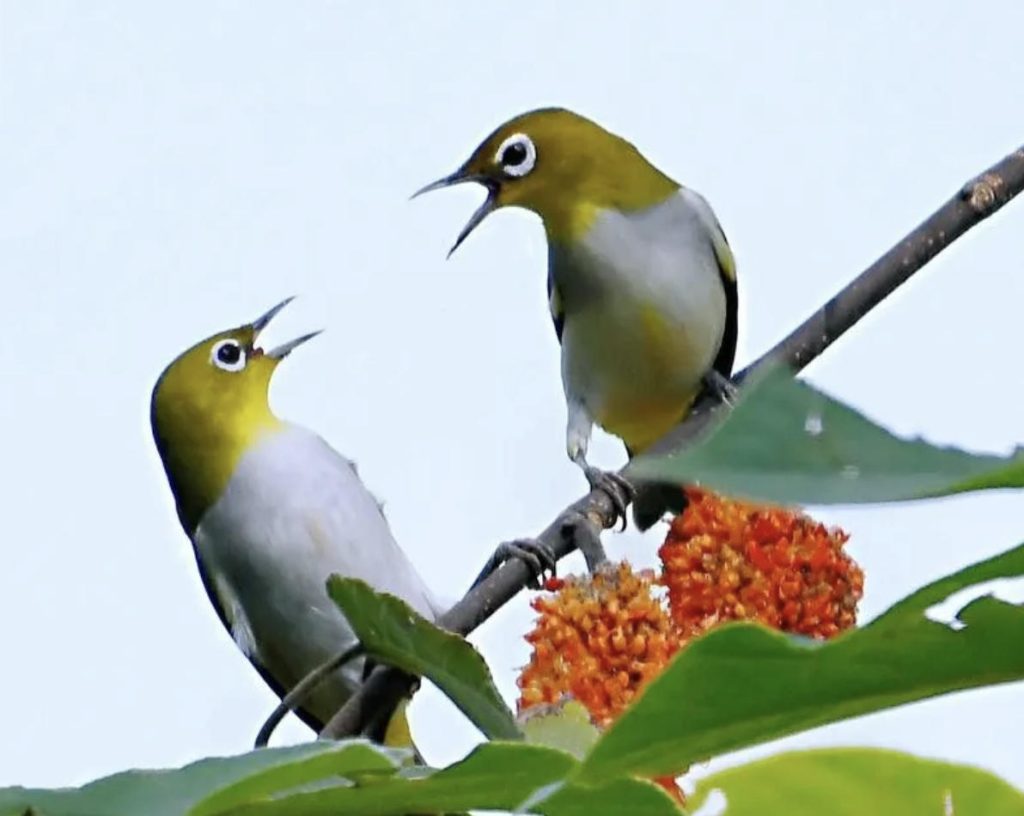 绣眼鸟的“恋爱信号”，春季发情期管理