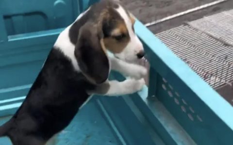 为什么现在那么多人吐槽比格犬？