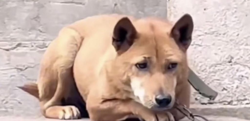 冬季如何养狗狗？（冬季养狗小知识）