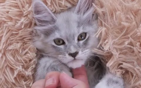 怎么样培养出一只情绪稳定的猫咪？