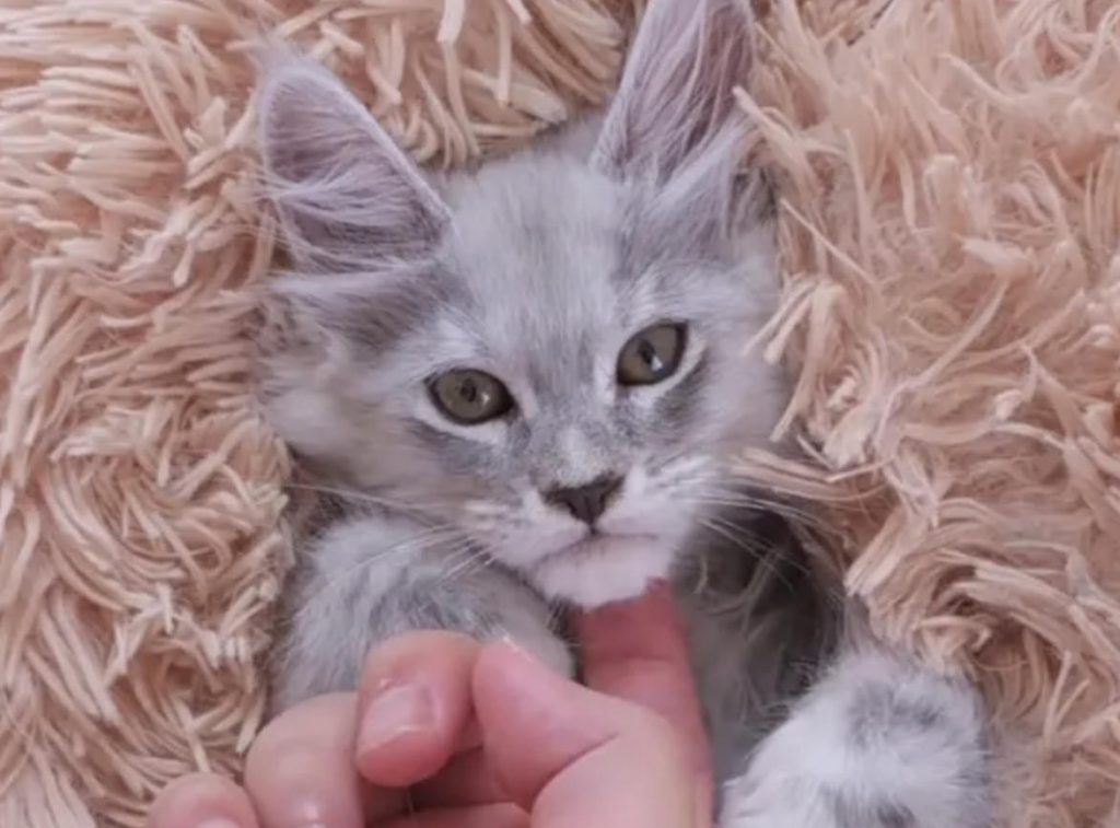 怎么样培养出一只情绪稳定的猫咪？