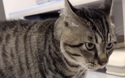 虎斑猫绝对是世界上最好养的猫