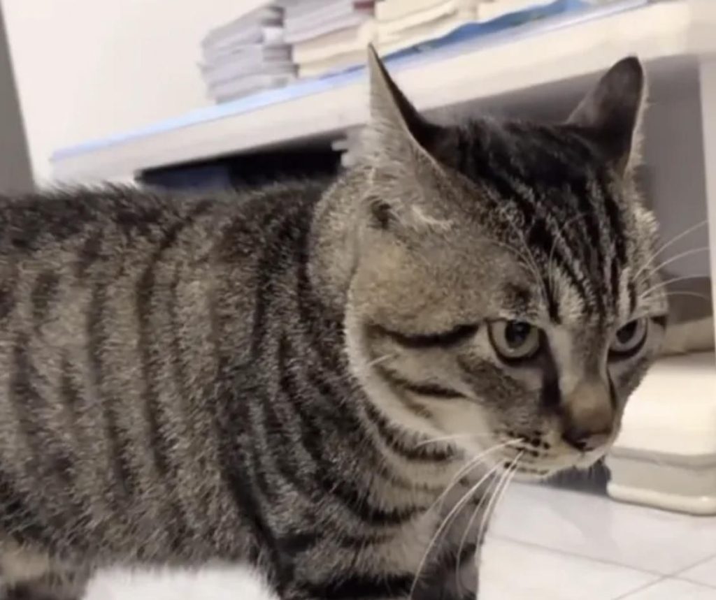 虎斑猫绝对是世界上最好养的猫