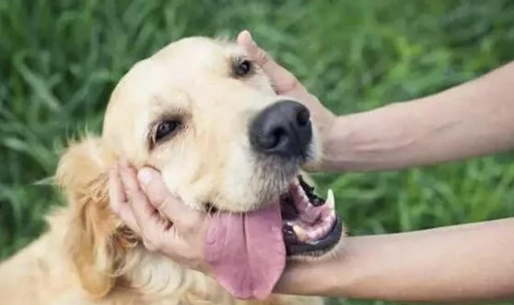 狗狗牙齿松动而且很臭怎么办？