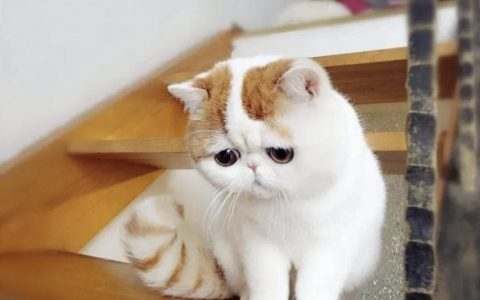 猫咪漏尿是因为什么原因？（猫漏尿该怎么办？）