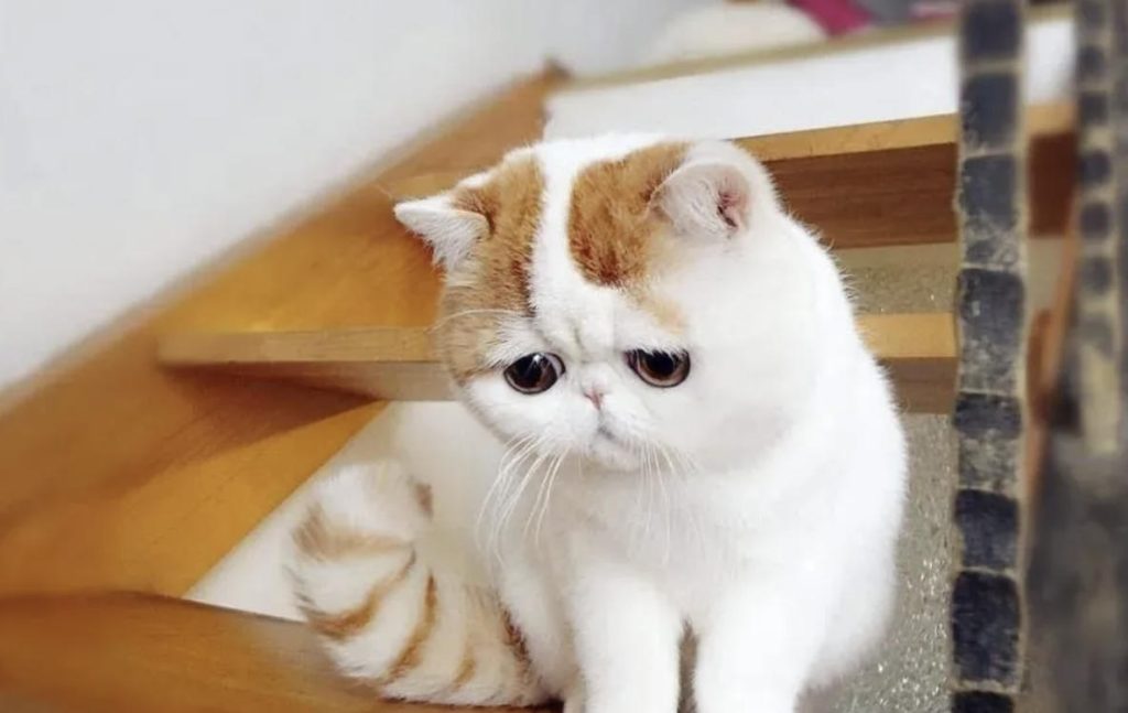 猫咪漏尿是因为什么原因？（猫漏尿该怎么办？）