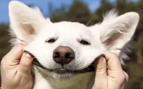 狗狗螨虫病怎么治？要注意哪些事项？