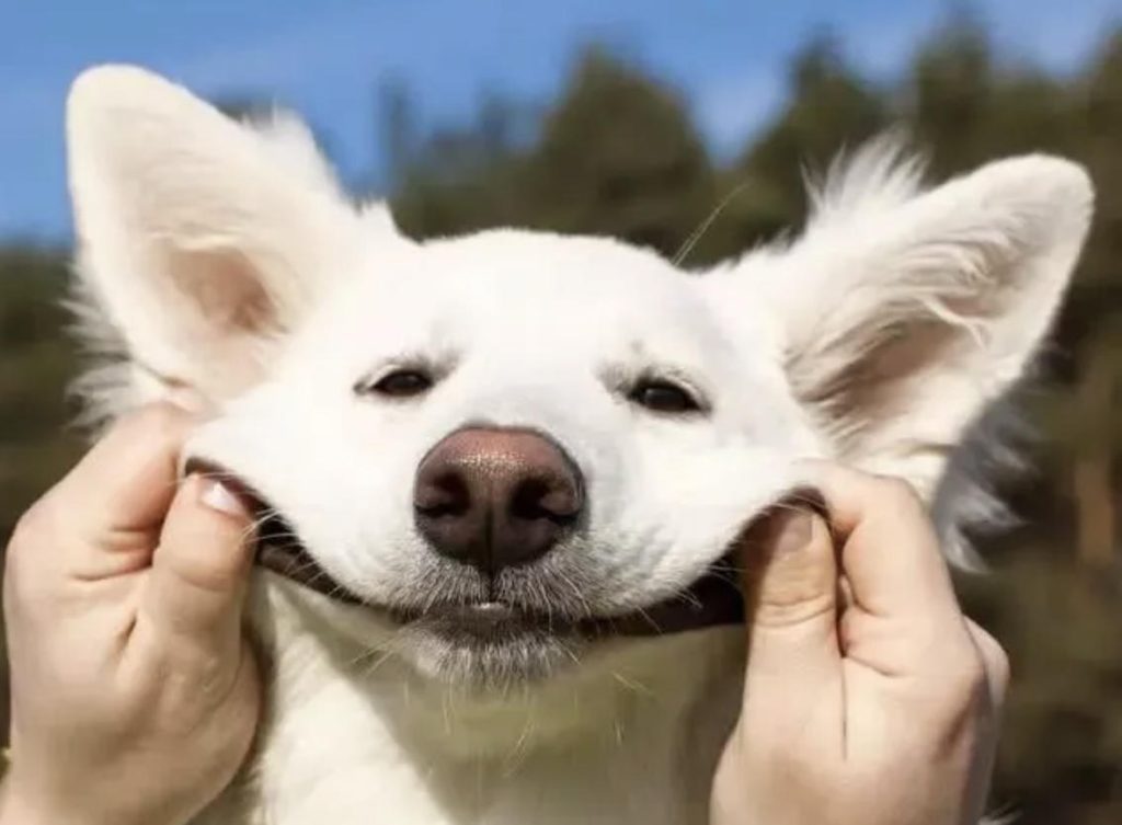 狗狗螨虫病怎么治？要注意哪些事项？