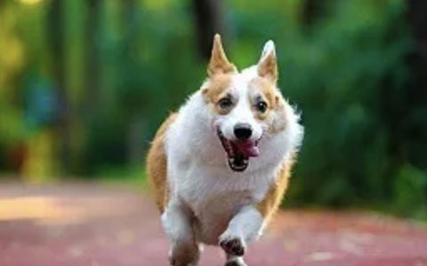 狗狗毛囊炎的症状以及治疗方法