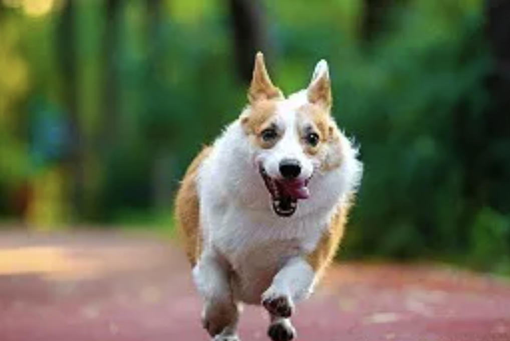 狗狗毛囊炎的症状以及治疗方法