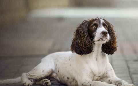 狗狗常见病如何防治？狗狗需要打哪些疫苗?