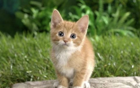 猫咪腹水该怎么办？（猫咪腹水的预防知识）