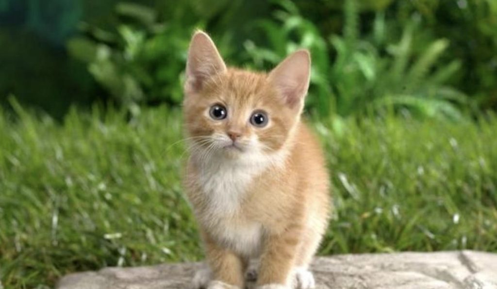 猫咪腹水该怎么办？（猫咪腹水的预防知识）