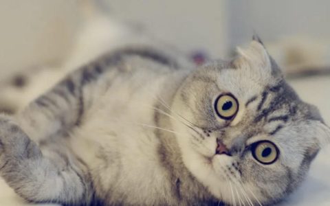 猫癣的治疗方法有哪些？（如何治疗猫癣？）