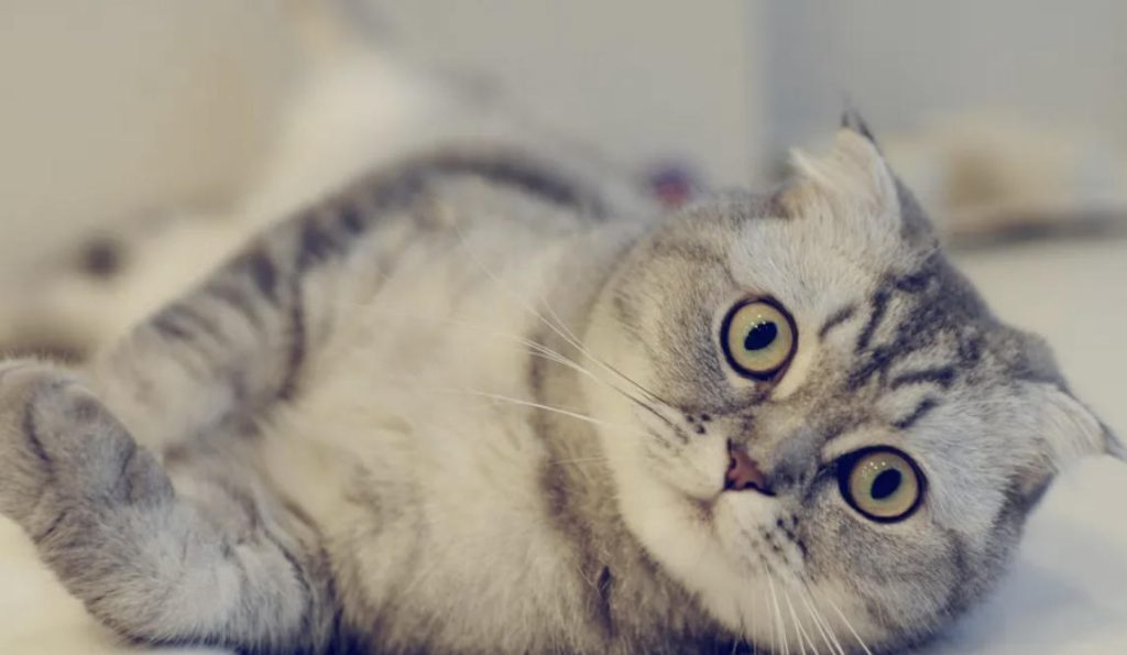 猫癣的治疗方法有哪些？（如何治疗猫癣？）