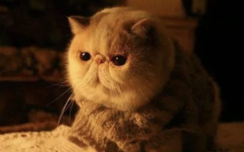 猫咪脸上为什么会有泪痕？（如何解决猫咪泪痕问题？）