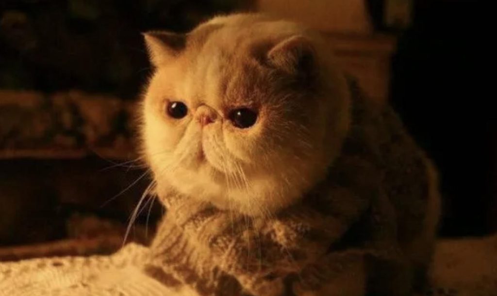 猫咪脸上为什么会有泪痕？（如何解决猫咪泪痕问题？）