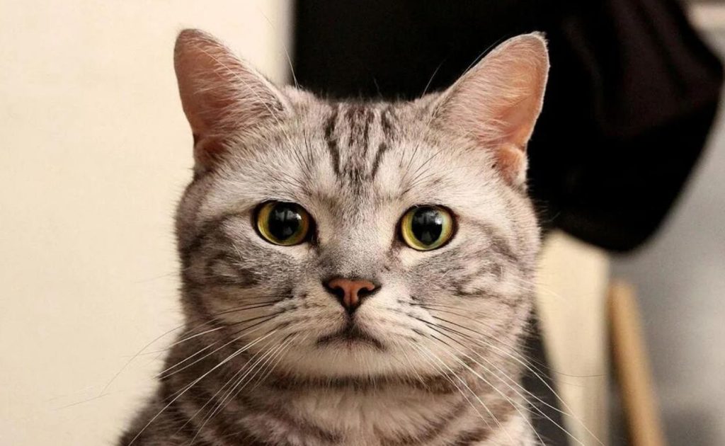 如何区分虎斑猫与狸花猫？