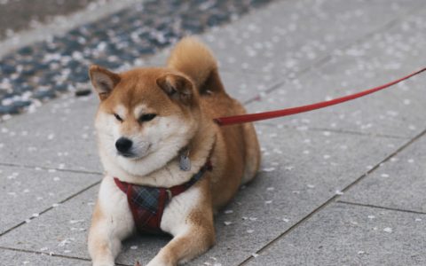 柴犬与豆柴如何区分？（如何分辨豆柴和柴犬?）