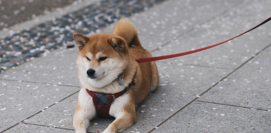 养狗必备的冷知识：4个狗狗的冷门知识